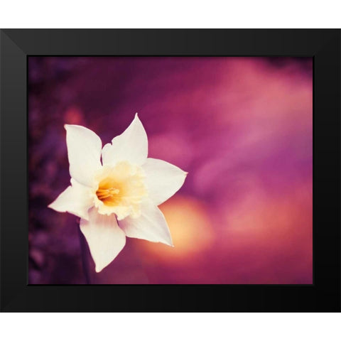 Outburst Black Modern Wood Framed Art Print by Cochrane, Carolyn