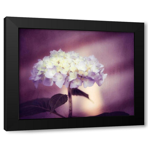 Regal Black Modern Wood Framed Art Print by Cochrane, Carolyn