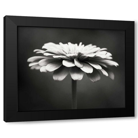 Spellbinding Black Modern Wood Framed Art Print by Cochrane, Carolyn