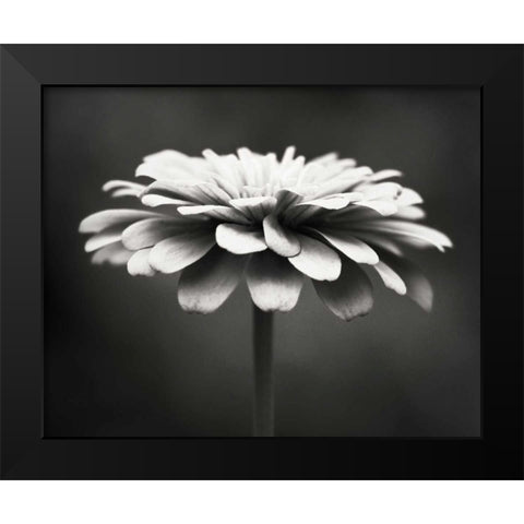 Spellbinding Black Modern Wood Framed Art Print by Cochrane, Carolyn