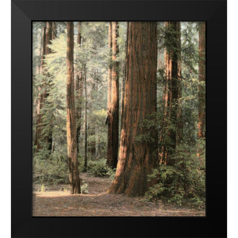 Redwoods 2 Black Modern Wood Framed Art Print by Culver, Laura