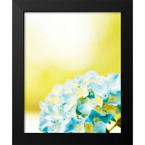 Hydrangea Black Modern Wood Framed Art Print by Cochrane, Carolyn