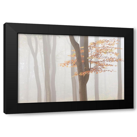 Arnhem Park Zypendaal Black Modern Wood Framed Art Print with Double Matting by Dragt, Wilco