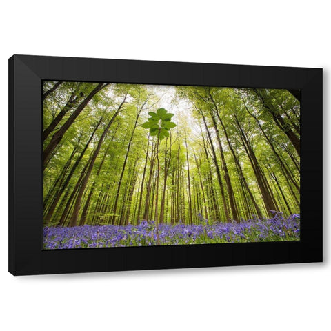 Hallerbos Black Modern Wood Framed Art Print by Dragt, Wilco