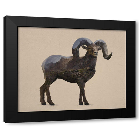Rocky Mountain Bighorn Black Modern Wood Framed Art Print with Double Matting by Davies Babies
