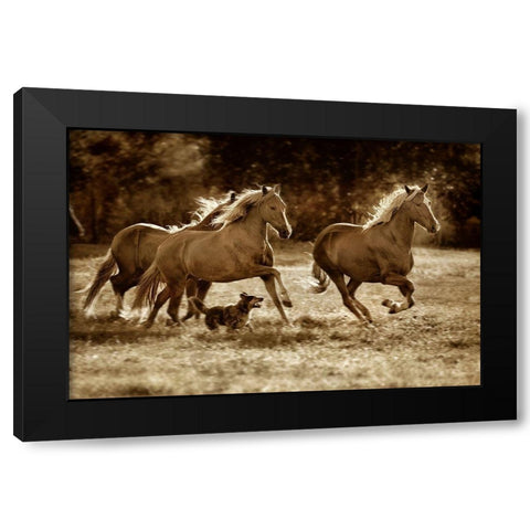 Paso Horses Black Modern Wood Framed Art Print by Dearing, Lisa