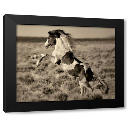 Wild Painted Pony Black Modern Wood Framed Art Print by Dearing, Lisa