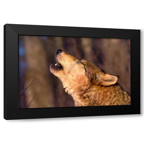 Lonesome Howl Black Modern Wood Framed Art Print by Dearing, Lisa