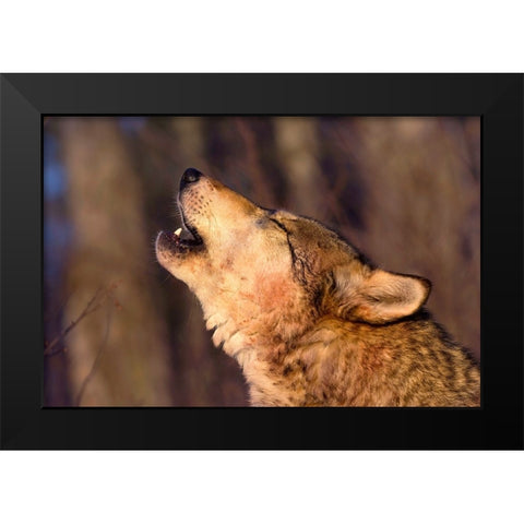 Lonesome Howl Black Modern Wood Framed Art Print by Dearing, Lisa