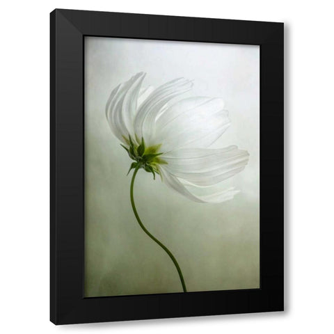 Cosmos Charisma Black Modern Wood Framed Art Print by Disher, Mandy