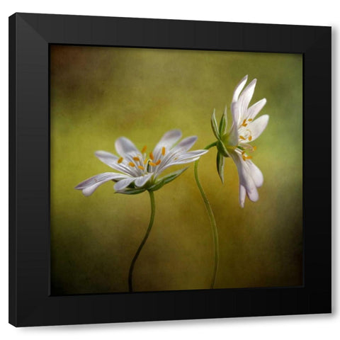 Echo Black Modern Wood Framed Art Print by Disher, Mandy