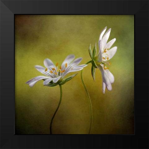 Echo Black Modern Wood Framed Art Print by Disher, Mandy