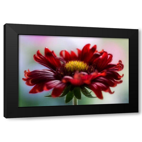 Flame Black Modern Wood Framed Art Print by Disher, Mandy