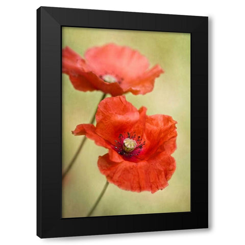 Papaver Passion Black Modern Wood Framed Art Print with Double Matting by Disher, Mandy