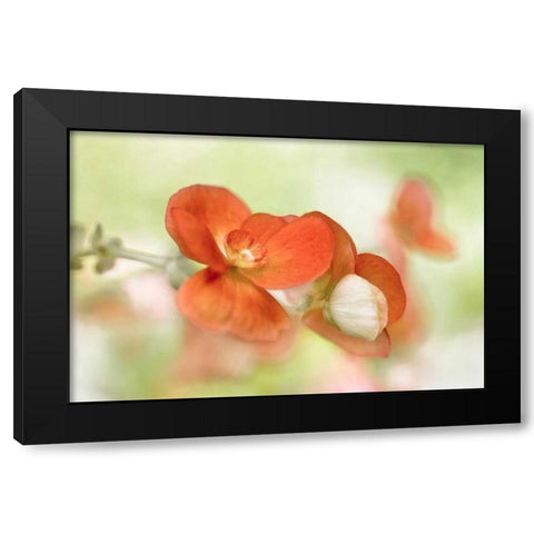 Summer Glow Black Modern Wood Framed Art Print by Disher, Mandy