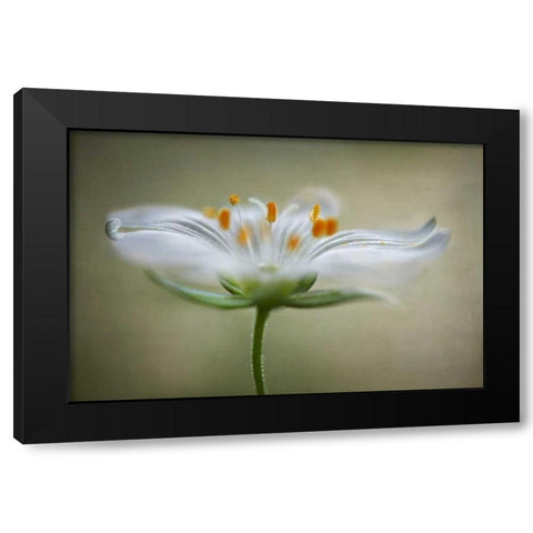 Summer Swirl Black Modern Wood Framed Art Print by Disher, Mandy