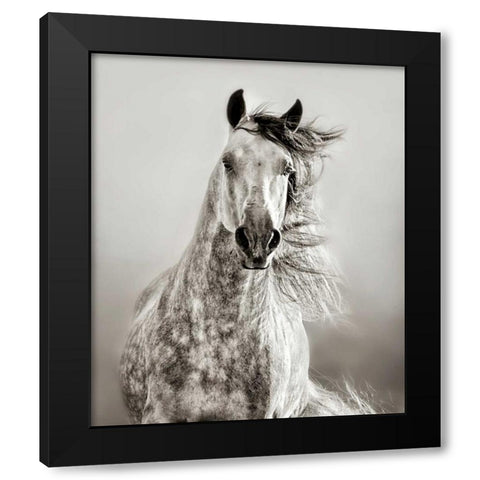Caballo de Andaluz Black Modern Wood Framed Art Print by Dearing, Lisa
