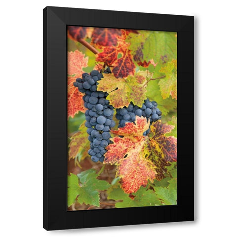 Summit Lake Zinfandel Black Modern Wood Framed Art Print with Double Matting by Foster, Christopher