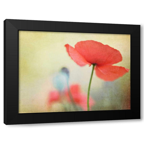 Poppy Black Modern Wood Framed Art Print with Double Matting by Fearheiley, Kim