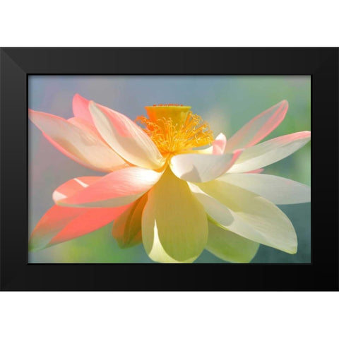 Dancing Queen Black Modern Wood Framed Art Print by Farzad, Bahman