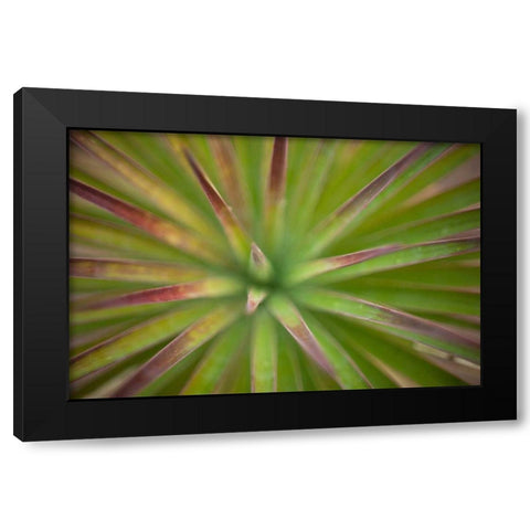 Arizona Monocot Black Modern Wood Framed Art Print by France, Todd