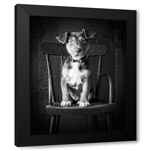 Mutt Black and White Black Modern Wood Framed Art Print with Double Matting by Fielding, Edward M.
