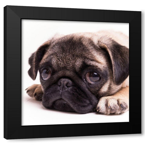 Sad Sack Pug Black Modern Wood Framed Art Print by Fielding, Edward M.