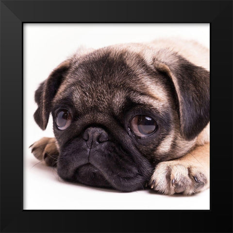 Sad Sack Pug Black Modern Wood Framed Art Print by Fielding, Edward M.