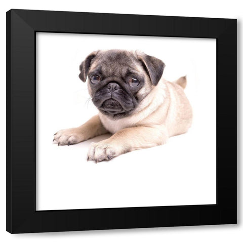 Cute Pug Puppy Black Modern Wood Framed Art Print by Fielding, Edward M.