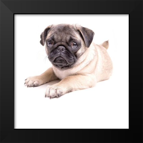 Cute Pug Puppy Black Modern Wood Framed Art Print by Fielding, Edward M.