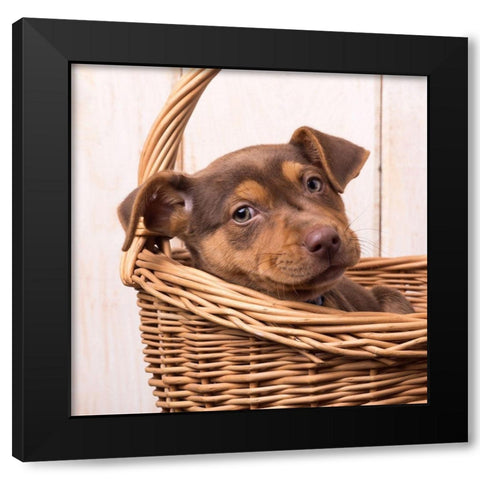 Puppy in a Basket Black Modern Wood Framed Art Print with Double Matting by Fielding, Edward M.