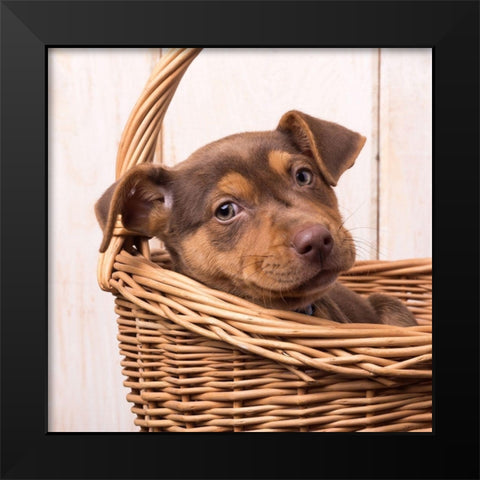 Puppy in a Basket Black Modern Wood Framed Art Print by Fielding, Edward M.