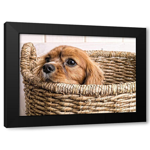 Puppy in a Laundry Basket Black Modern Wood Framed Art Print by Fielding, Edward M.