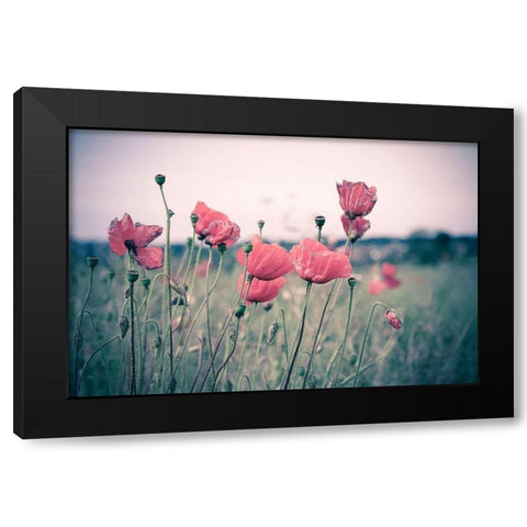 Pink Tulips Black Modern Wood Framed Art Print by Goncalves, Adelino
