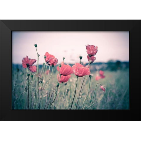 Pink Tulips Black Modern Wood Framed Art Print by Goncalves, Adelino