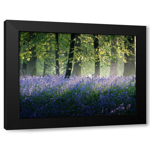 Last of The Bluebells Black Modern Wood Framed Art Print by Goncalves, Adelino