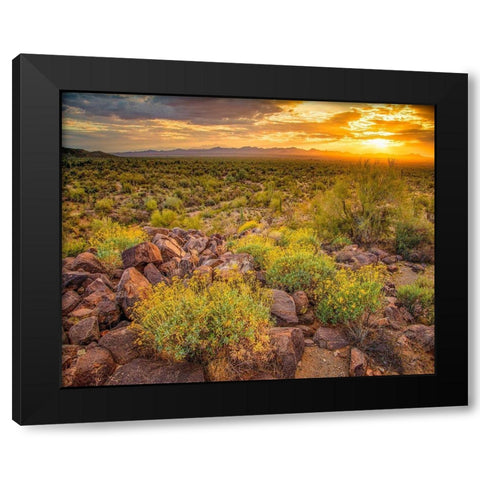 Brittlebush Sunset Black Modern Wood Framed Art Print by Gavrilis, John