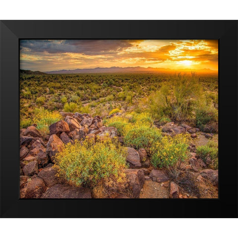 Brittlebush Sunset Black Modern Wood Framed Art Print by Gavrilis, John