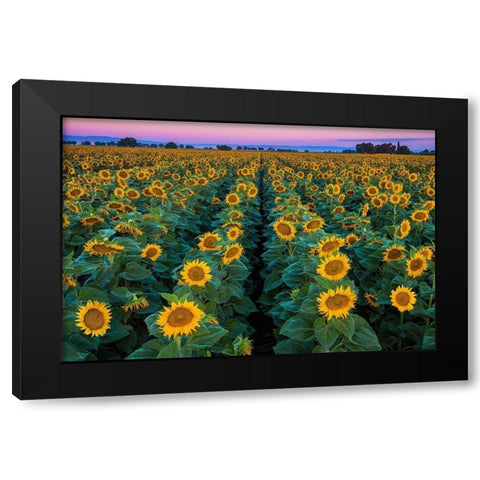 Dawn Sunflowers Black Modern Wood Framed Art Print with Double Matting by Gavrilis, John