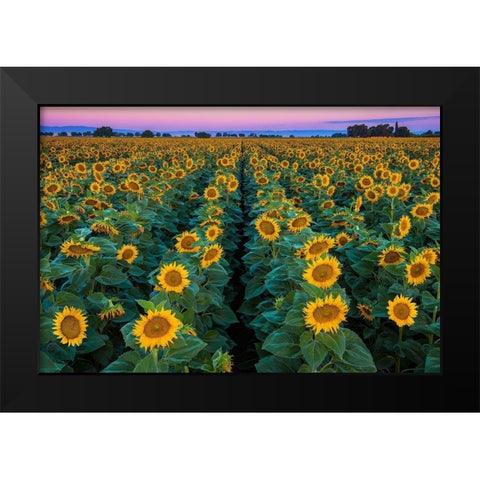 Dawn Sunflowers Black Modern Wood Framed Art Print by Gavrilis, John