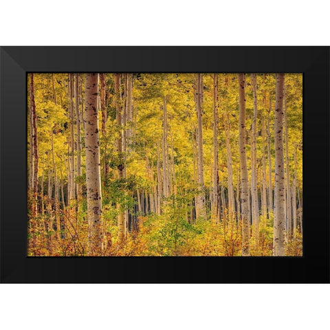 Independence Pass Black Modern Wood Framed Art Print by Gavrilis, John