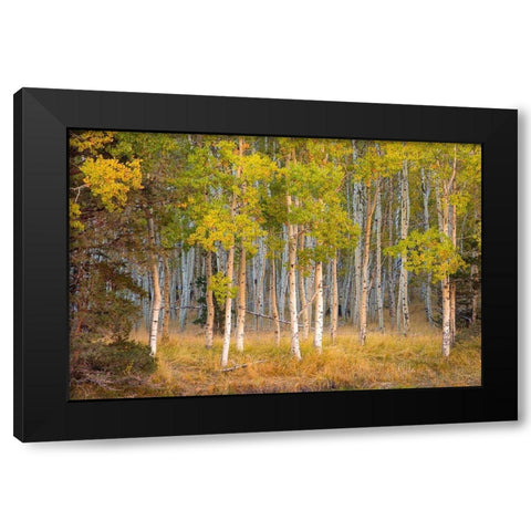 June Lake Aspen Black Modern Wood Framed Art Print with Double Matting by Gavrilis, John