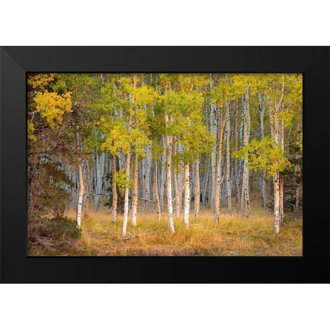 June Lake Aspen Black Modern Wood Framed Art Print by Gavrilis, John