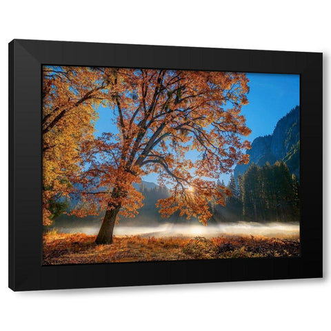 Autumn Oak Sunrise And Fog Black Modern Wood Framed Art Print with Double Matting by Gavrilis, John