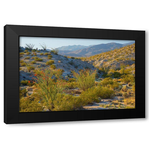 Desert Ocotillo Landscape Black Modern Wood Framed Art Print with Double Matting by Gavrilis, John