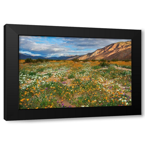 Desert Wildflowers in Henderson Canyon Black Modern Wood Framed Art Print with Double Matting by Gavrilis, John