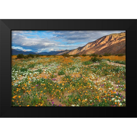 Desert Wildflowers in Henderson Canyon Black Modern Wood Framed Art Print by Gavrilis, John