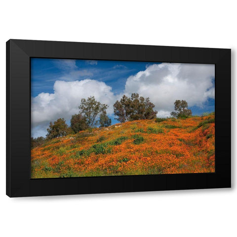 Poppies-Trees And Clouds Black Modern Wood Framed Art Print by Gavrilis, John