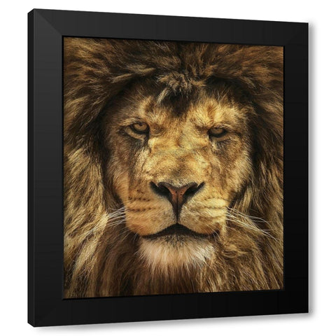 Lion King Black Modern Wood Framed Art Print with Double Matting by Grippo-Pike, Carrie Ann