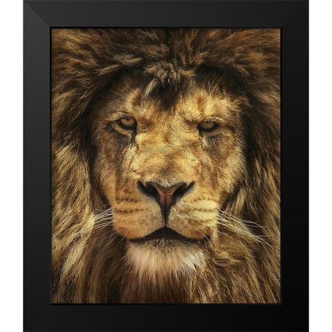 Lion King Black Modern Wood Framed Art Print by Grippo-Pike, Carrie Ann